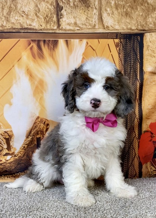 Photo of Ms. Indy the F2 Mini-Bernedoodle puppy