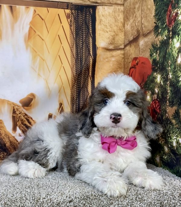 Photo of Ms. Indy the F2 Mini-Bernedoodle puppy