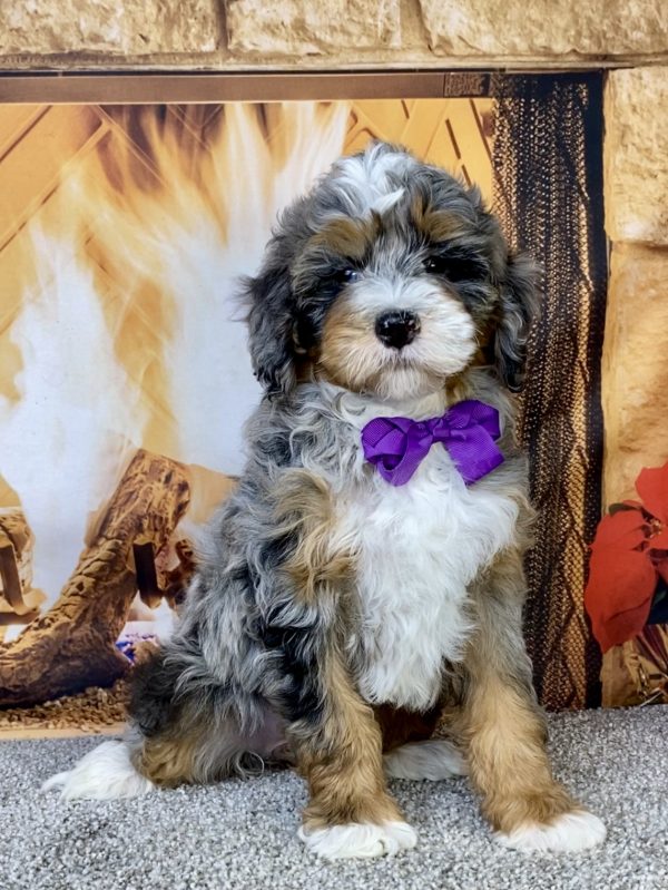 Ms. Ivory the F2 Mini-Bernedoodle puppy