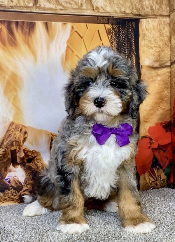 Photo of Ms. Ivory the F2 Mini-Bernedoodle puppy
