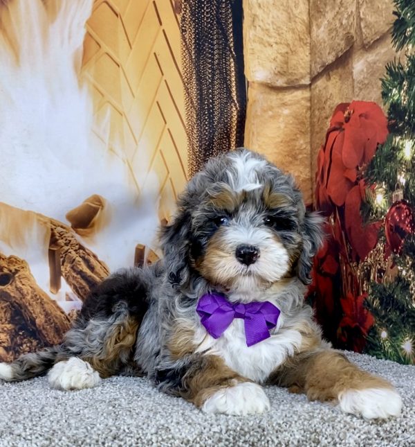 Photo of Ms. Ivory the F2 Mini-Bernedoodle puppy
