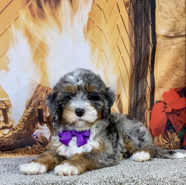 Photo of Ms. Ivory the F2 Mini-Bernedoodle puppy