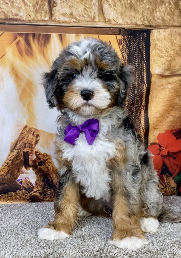 Photo of Ms. Ivory the F2 Mini-Bernedoodle puppy