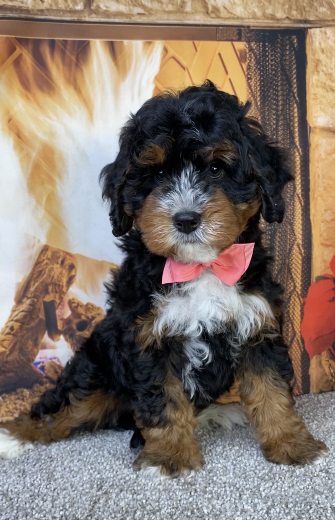 Photo of Ms. Jane the Mini-Bernedoodle puppy