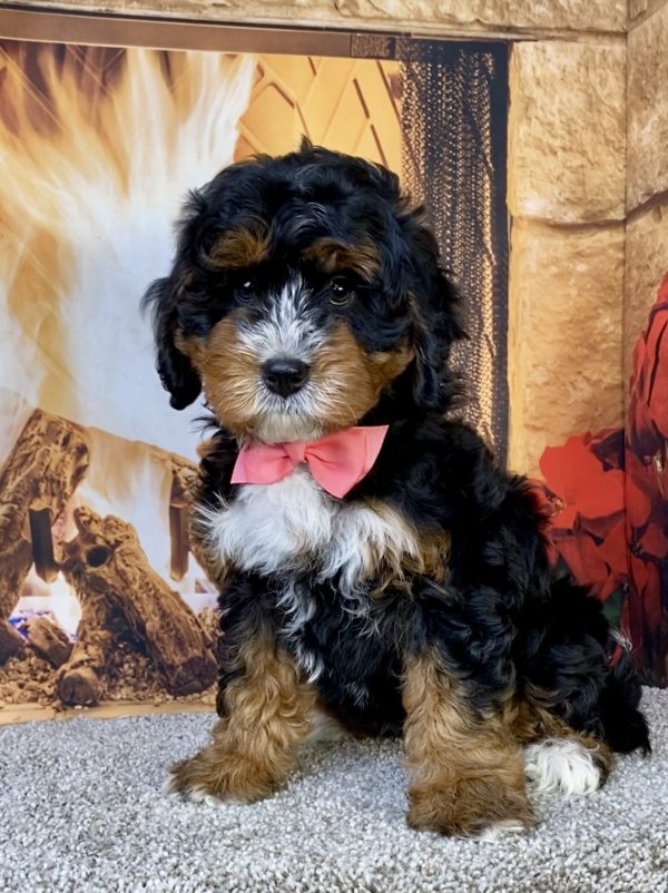 Photo of Ms. Jane the Mini-Bernedoodle puppy