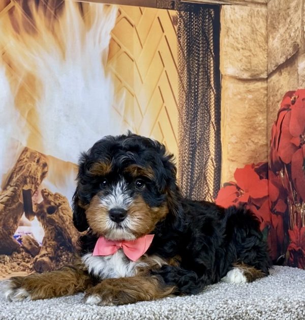 Photo of Ms. Jane the Mini-Bernedoodle puppy