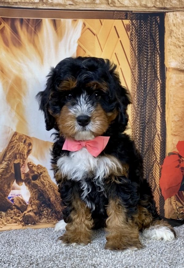 Photo of Ms. Jane the Mini-Bernedoodle puppy