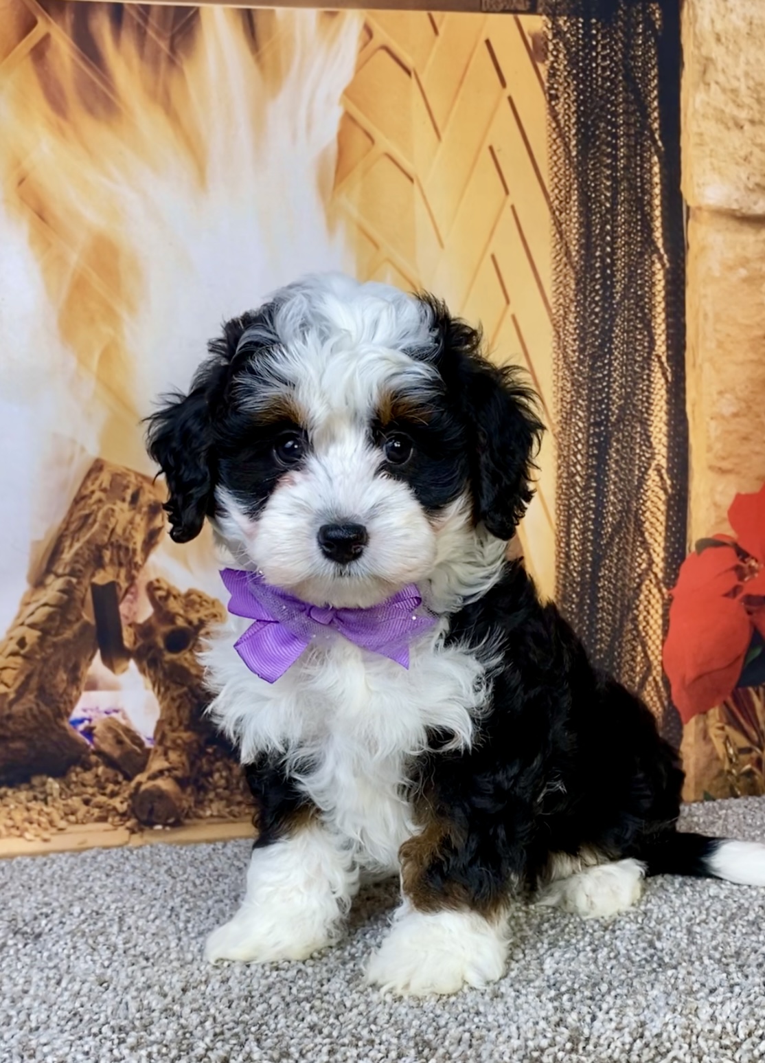 Photo of Ms. Jennifer the Mini-Bernedoodle puppy