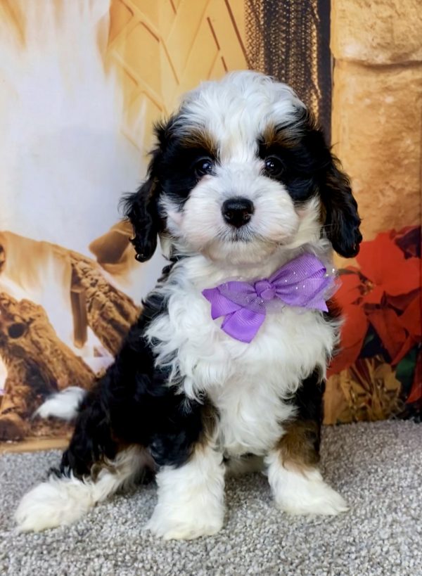 Photo of Ms. Jennifer the Mini-Bernedoodle puppy