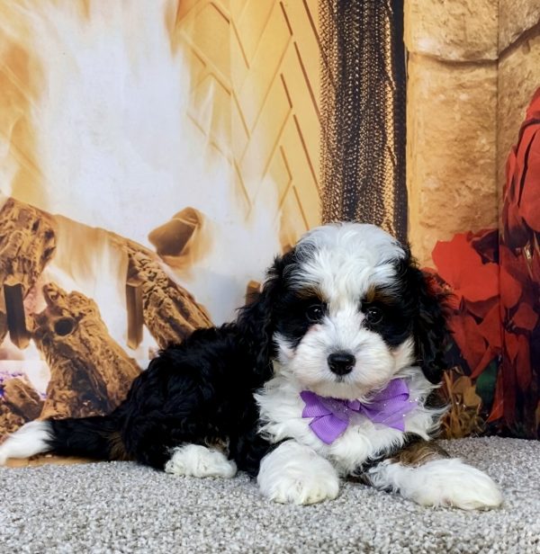 Photo of Ms. Jennifer the Mini-Bernedoodle puppy