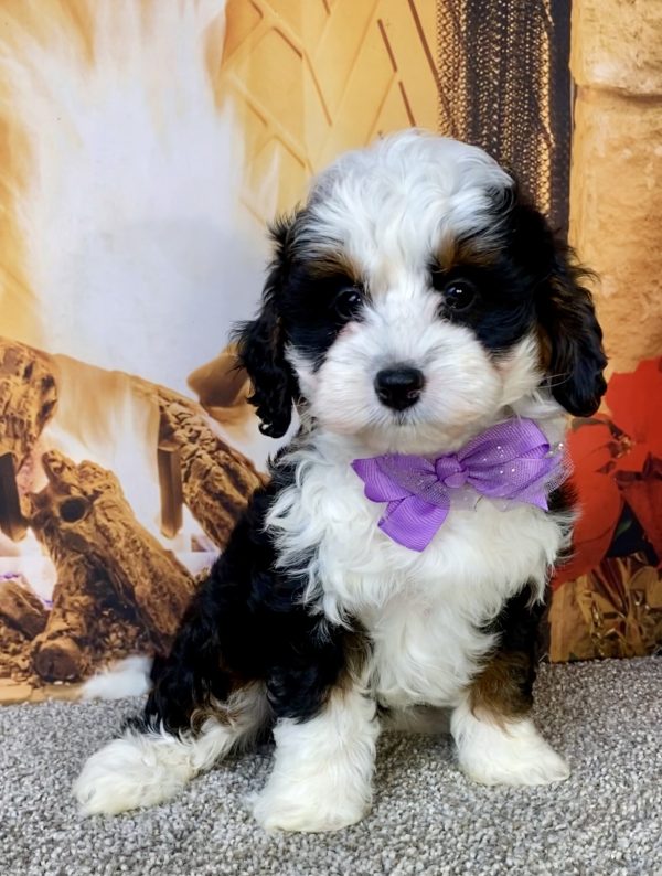 Photo of Ms. Jennifer the Mini-Bernedoodle puppy