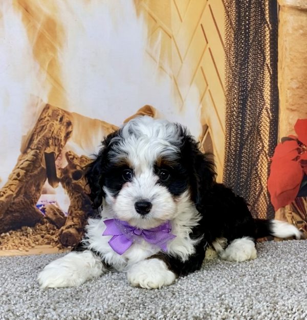 Photo of Ms. Jennifer the Mini-Bernedoodle puppy