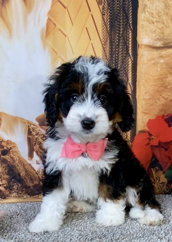 Ms. Jessica the Mini-Bernedoodle puppy