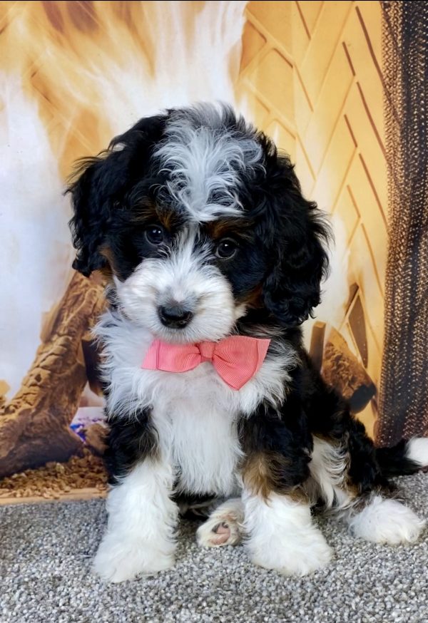 Photo of Ms. Jessica the Mini-Bernedoodle puppy