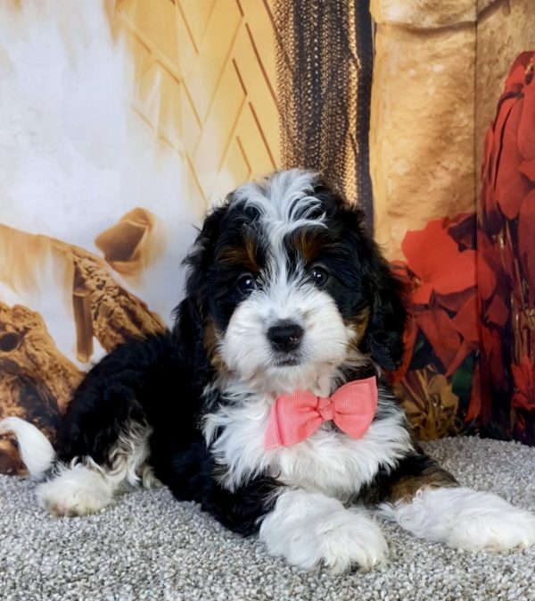 Photo of Ms. Jessica the Mini-Bernedoodle puppy