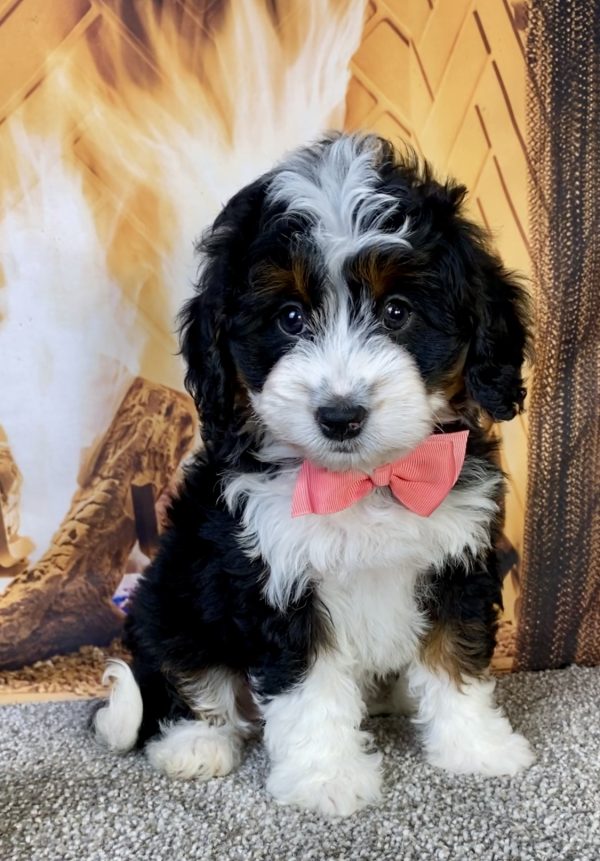 Photo of Ms. Jessica the Mini-Bernedoodle puppy