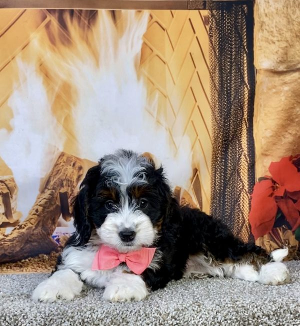 Photo of Ms. Jessica the Mini-Bernedoodle puppy