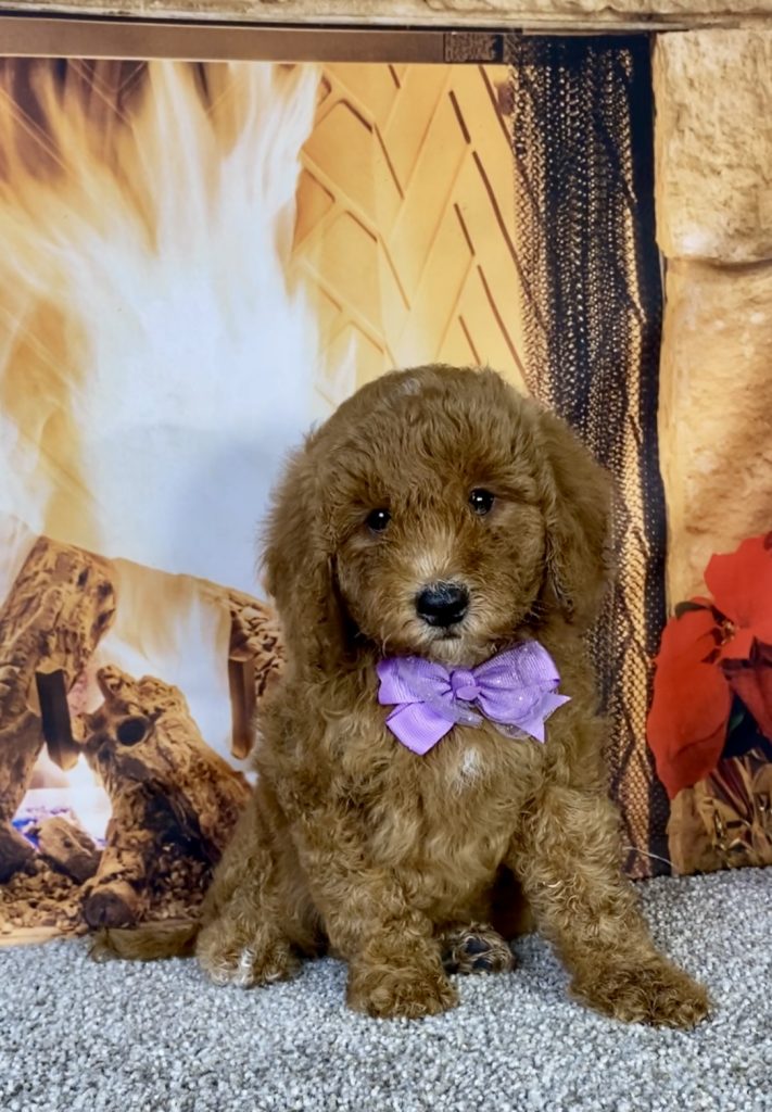 Photo of Ms. Kate the F1B Mini-Bernedoodle puppy