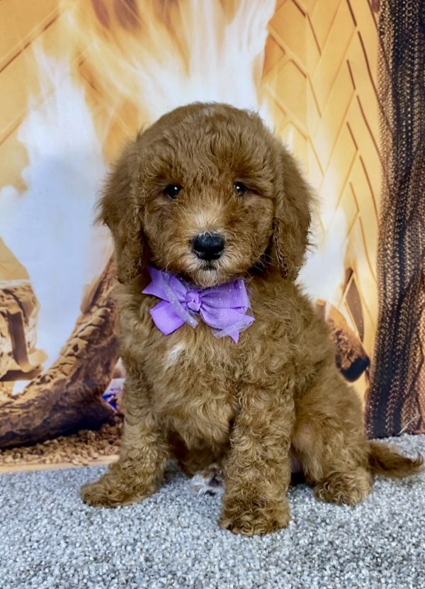 Photo of Ms. Kate the F1B Mini-Bernedoodle puppy