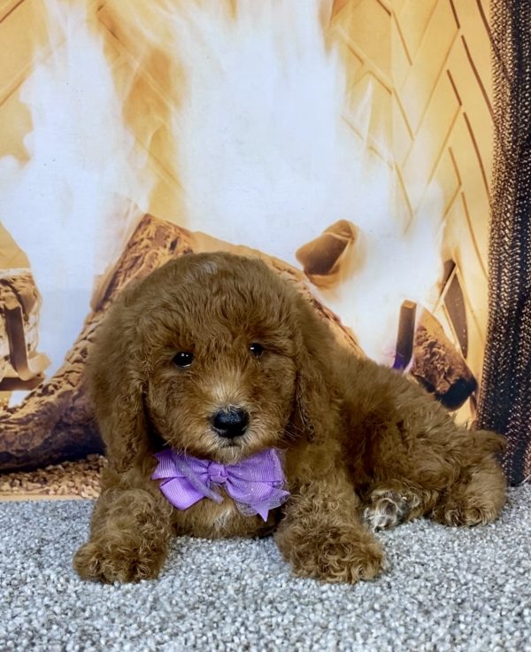 Photo of Ms. Kate the F1B Mini-Bernedoodle puppy