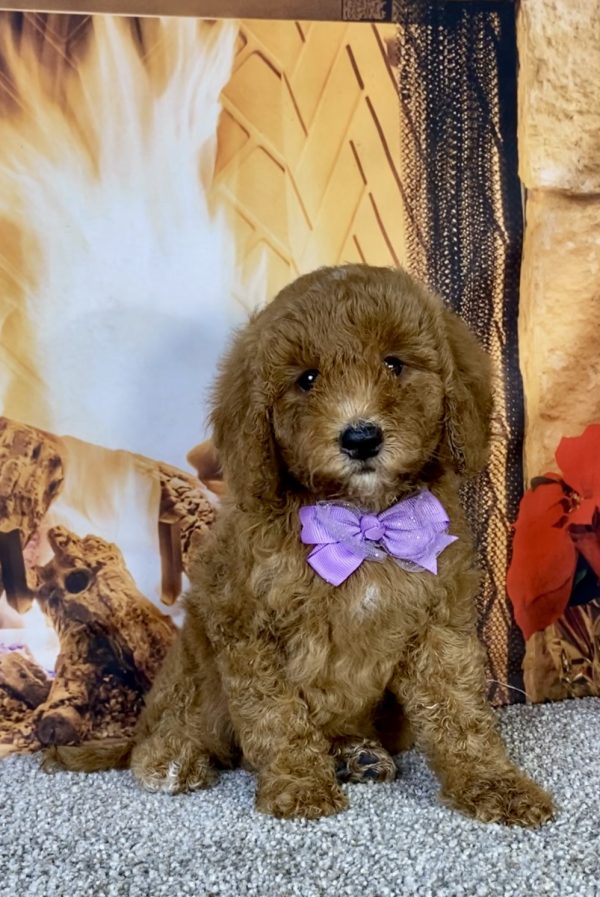 Photo of Ms. Kate the F1B Mini-Bernedoodle puppy