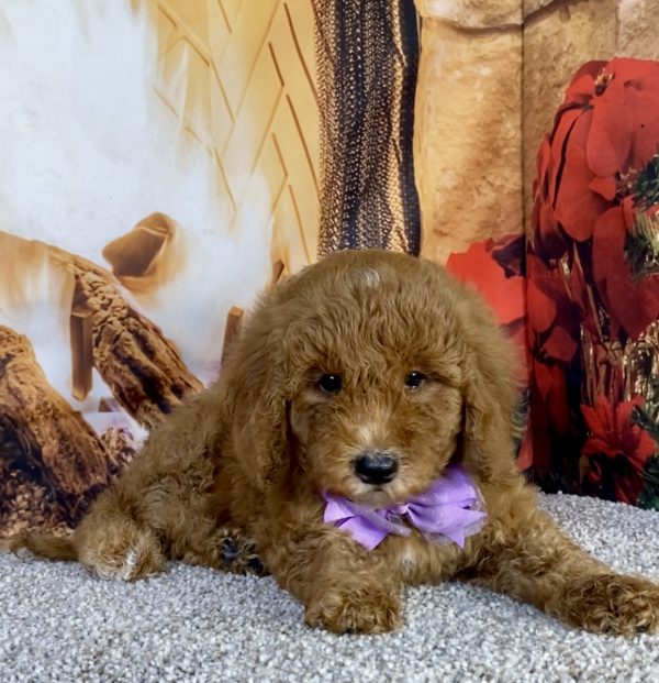 Photo of Ms. Kate the F1B Mini-Bernedoodle puppy
