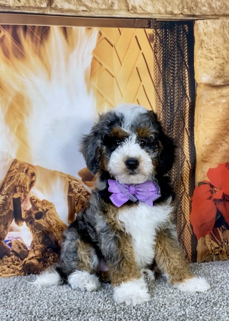 Photo of Ms. Kelly the F1B Mini-Bernedoodle puppy