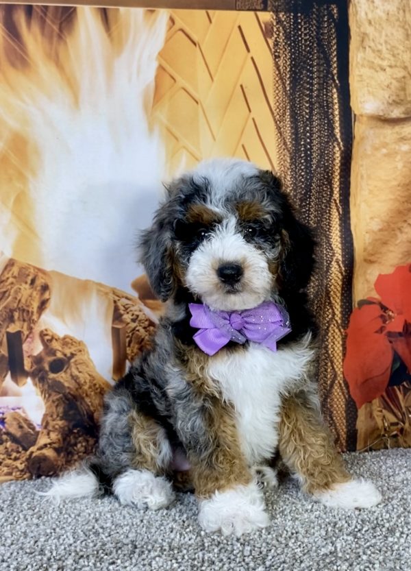 Photo of Ms. Kelly the F1B Mini-Bernedoodle puppy