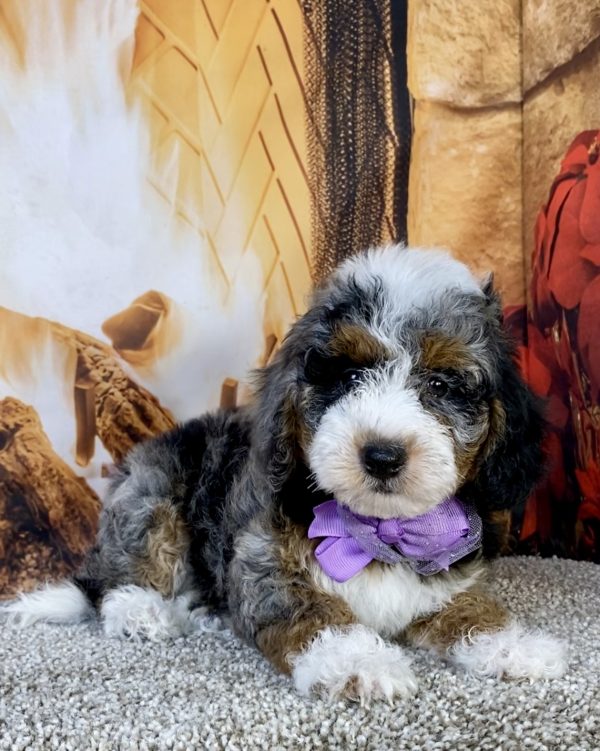 Photo of Ms. Kelly the F1B Mini-Bernedoodle puppy