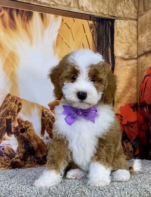 Photo of Ms. Kris the F1B Mini-Bernedoodle puppy