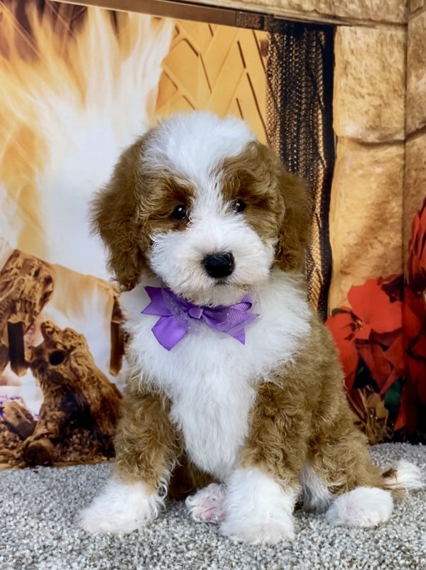 Photo of Ms. Kris the F1B Mini-Bernedoodle puppy