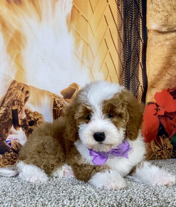 Photo of Ms. Kris the F1B Mini-Bernedoodle puppy