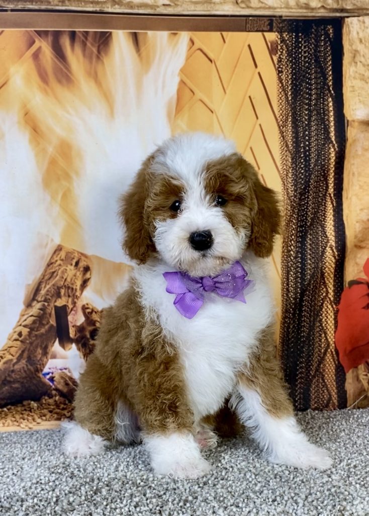 Photo of Ms. Kris the F1B Mini-Bernedoodle puppy
