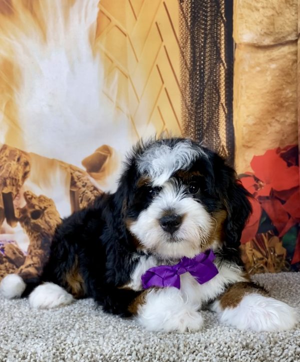 Ms. Lela the Mini-Bernedoodle puppy