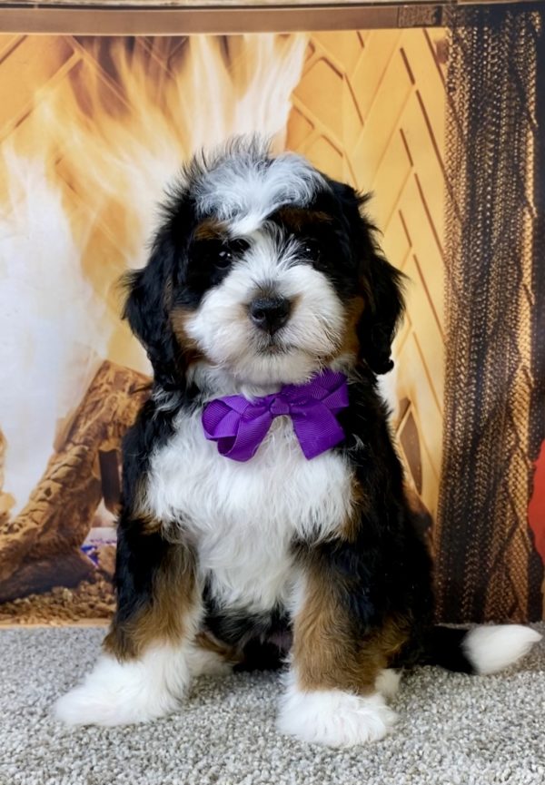Photo of Ms. Lela the Mini-Bernedoodle puppy