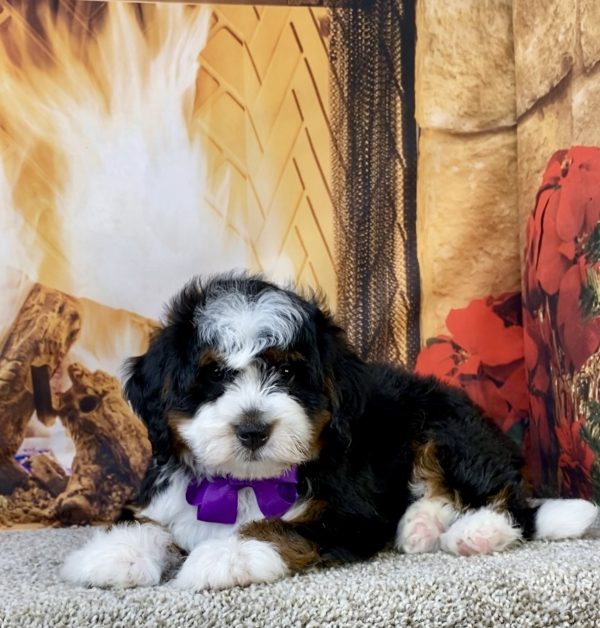 Photo of Ms. Lela the Mini-Bernedoodle puppy