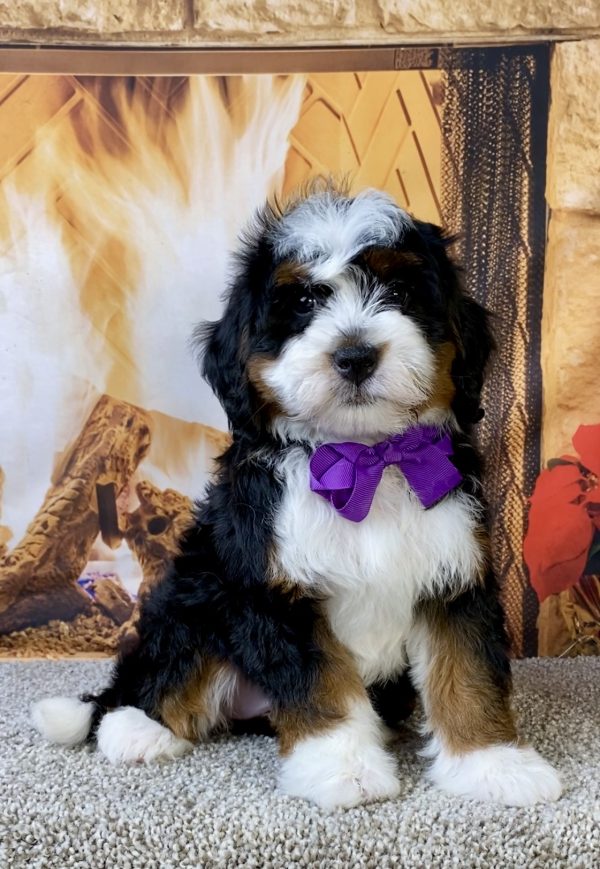 Photo of Ms. Lela the Mini-Bernedoodle puppy