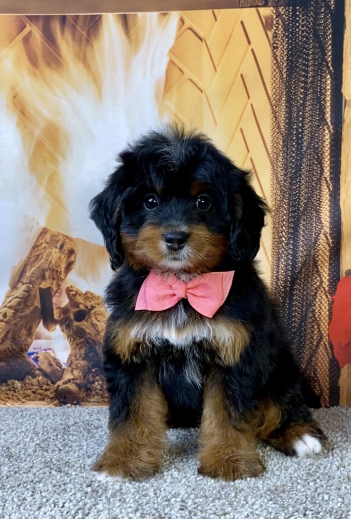 Photo of Ms. Lily the Mini-Bernedoodle puppy