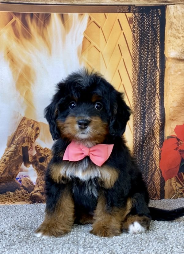 Photo of Ms. Lily the Mini-Bernedoodle puppy