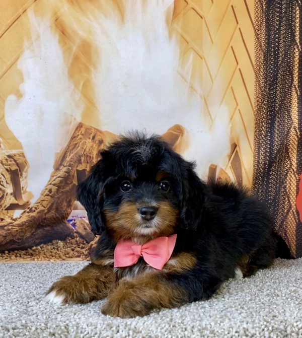Photo of Ms. Lily the Mini-Bernedoodle puppy