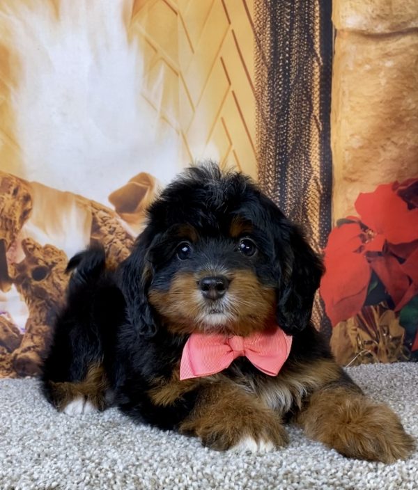 Photo of Ms. Lily the Mini-Bernedoodle puppy