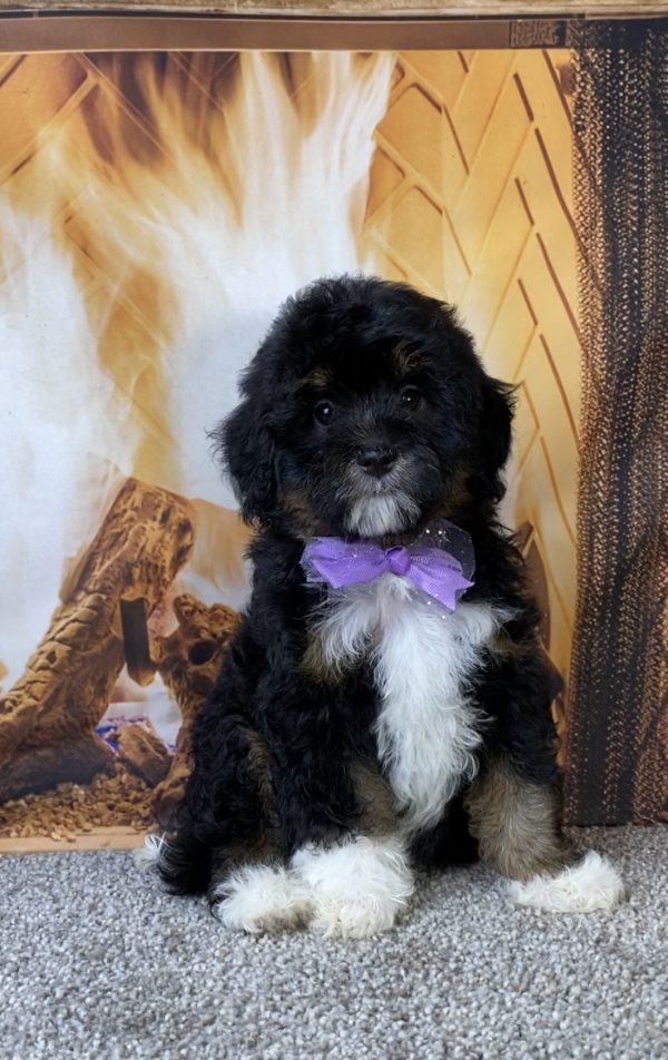 Ms. Mocha the F1B Mini-Bernedoodle puppy