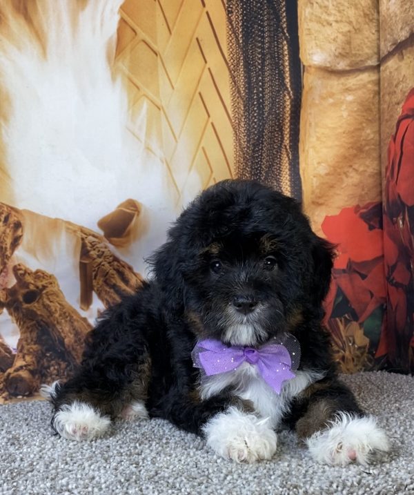 Photo of Ms. Mocha the F1B Mini-Bernedoodle puppy