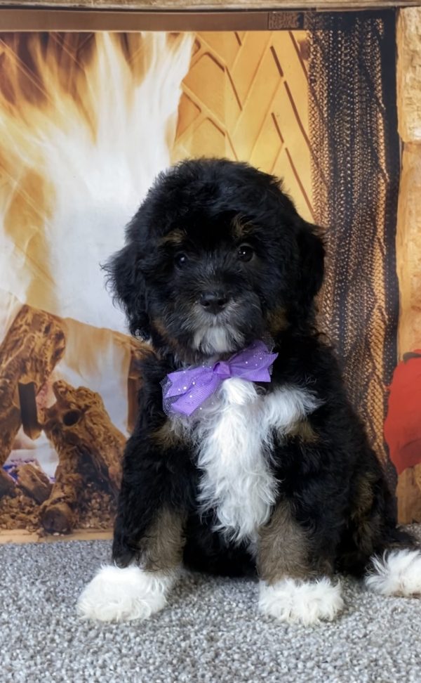 Photo of Ms. Mocha the F1B Mini-Bernedoodle puppy