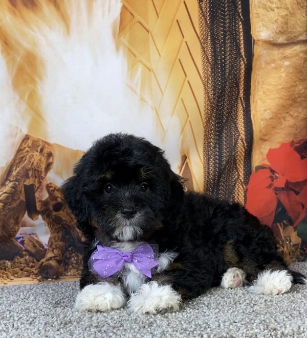 Photo of Ms. Mocha the F1B Mini-Bernedoodle puppy