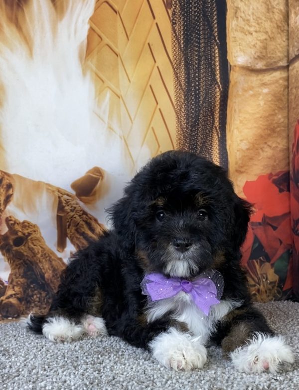 Photo of Ms. Mocha the F1B Mini-Bernedoodle puppy