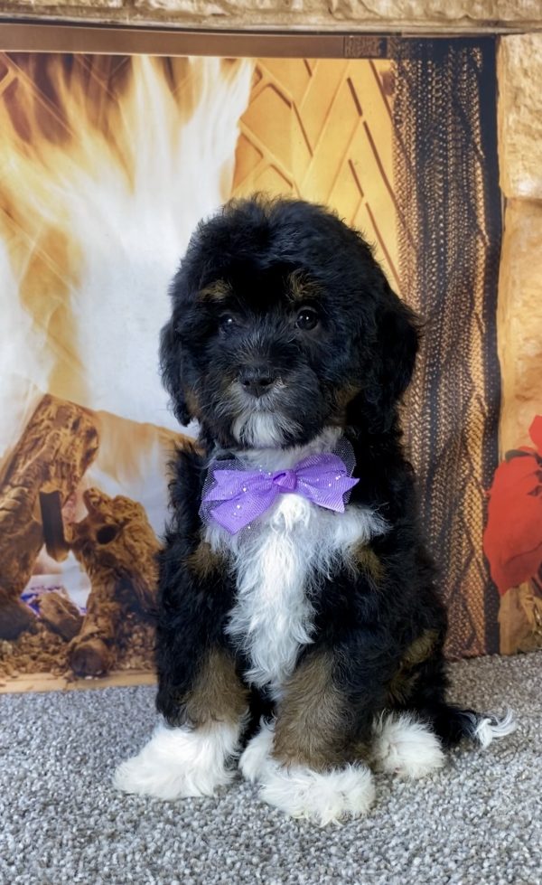 Photo of Ms. Mocha the F1B Mini-Bernedoodle puppy