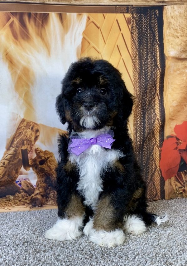Photo of Ms. Mocha the F1B Mini-Bernedoodle puppy