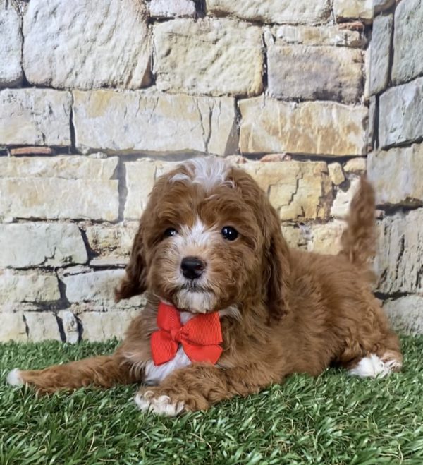 Mr. Sammy the F1B Micro Mini-Bernedoodle - Image 2