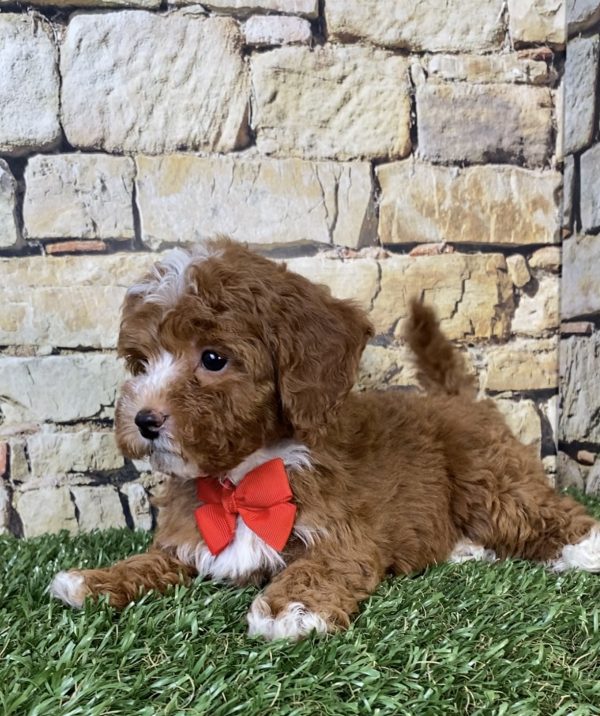 Mr. Sammy the F1B Micro Mini-Bernedoodle - Image 3